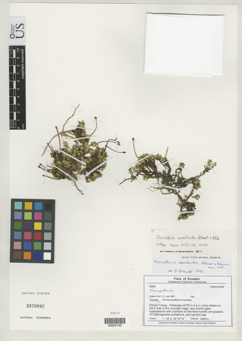 Floscaldasia azorelloides photo 2