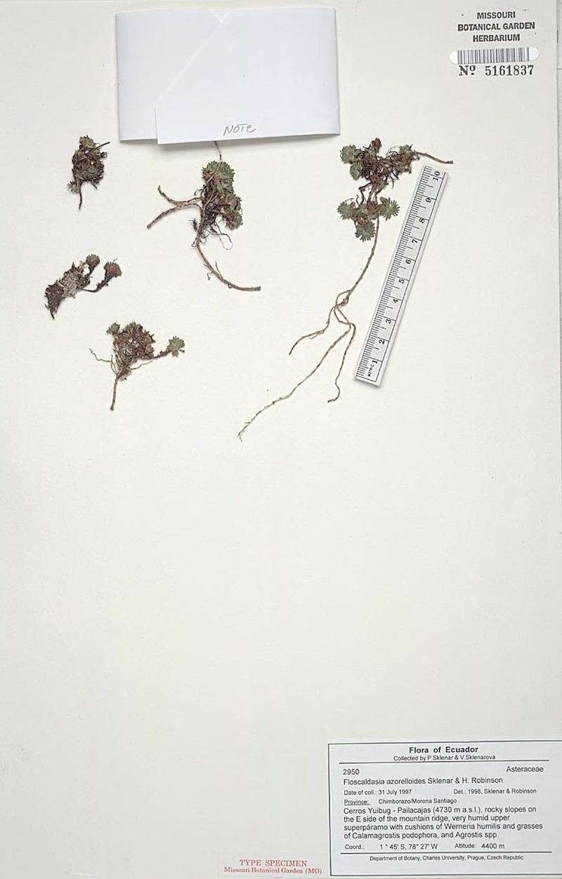 Floscaldasia azorelloides photo 3
