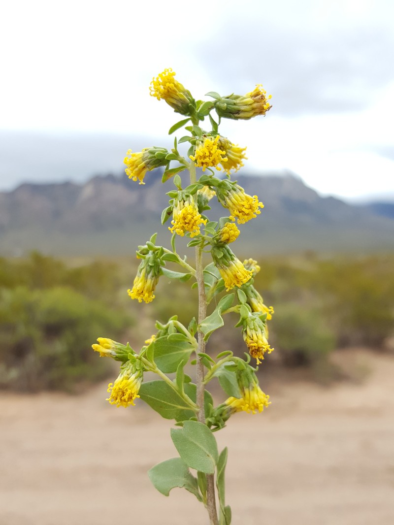 American Tarwort
