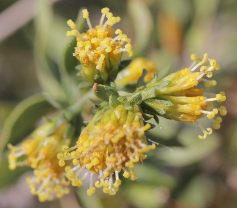 American Tarwort