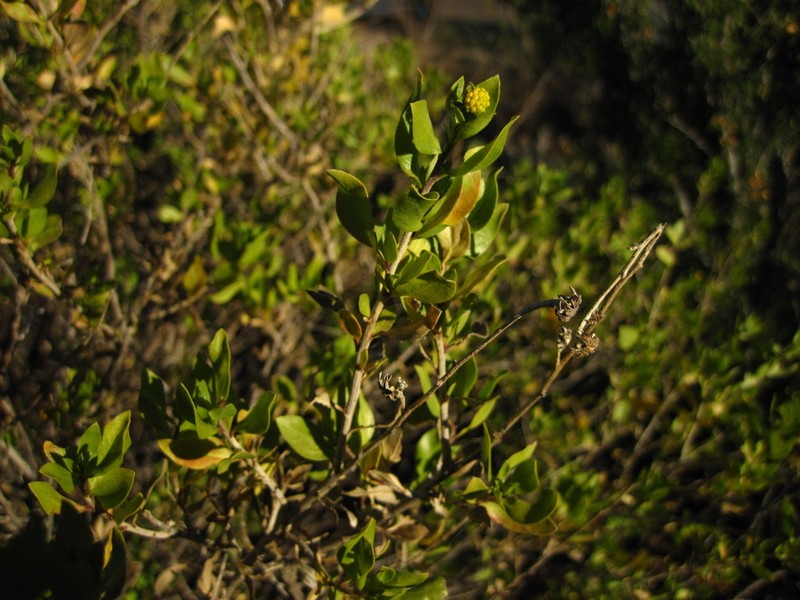 American Tarwort photo 2
