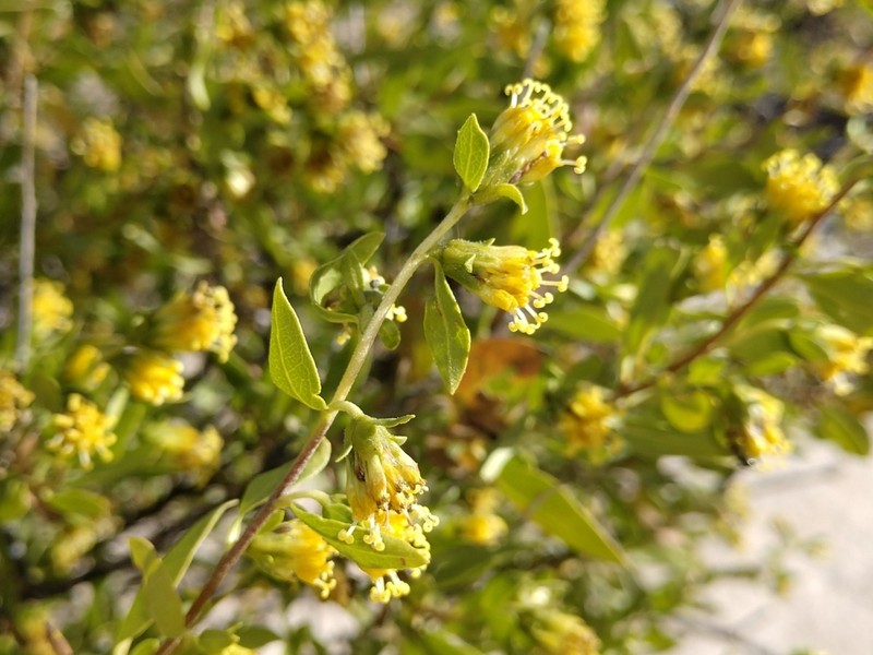 American Tarwort photo 3