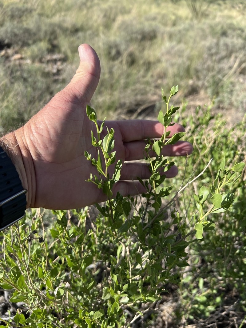 American Tarwort photo 4