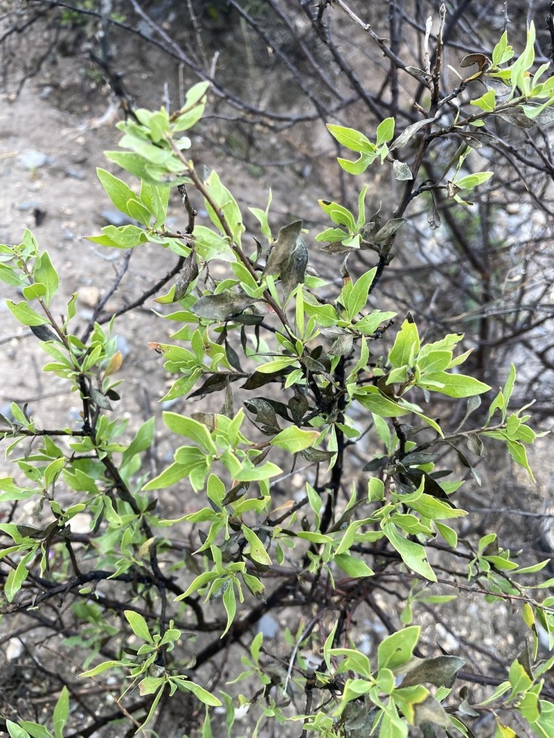 American Tarwort photo 5