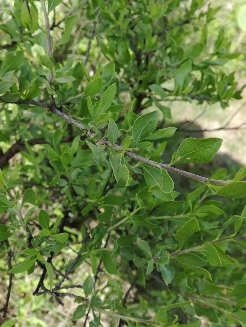 American Tarwort photo 7