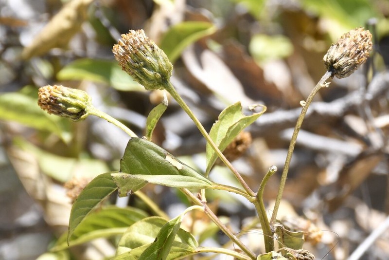 Flourensia collodes