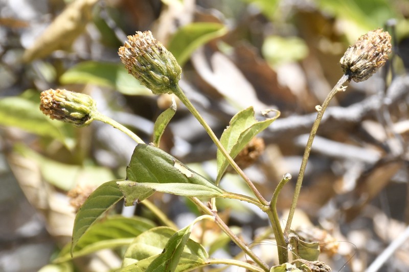 Flourensia collodes photo 3