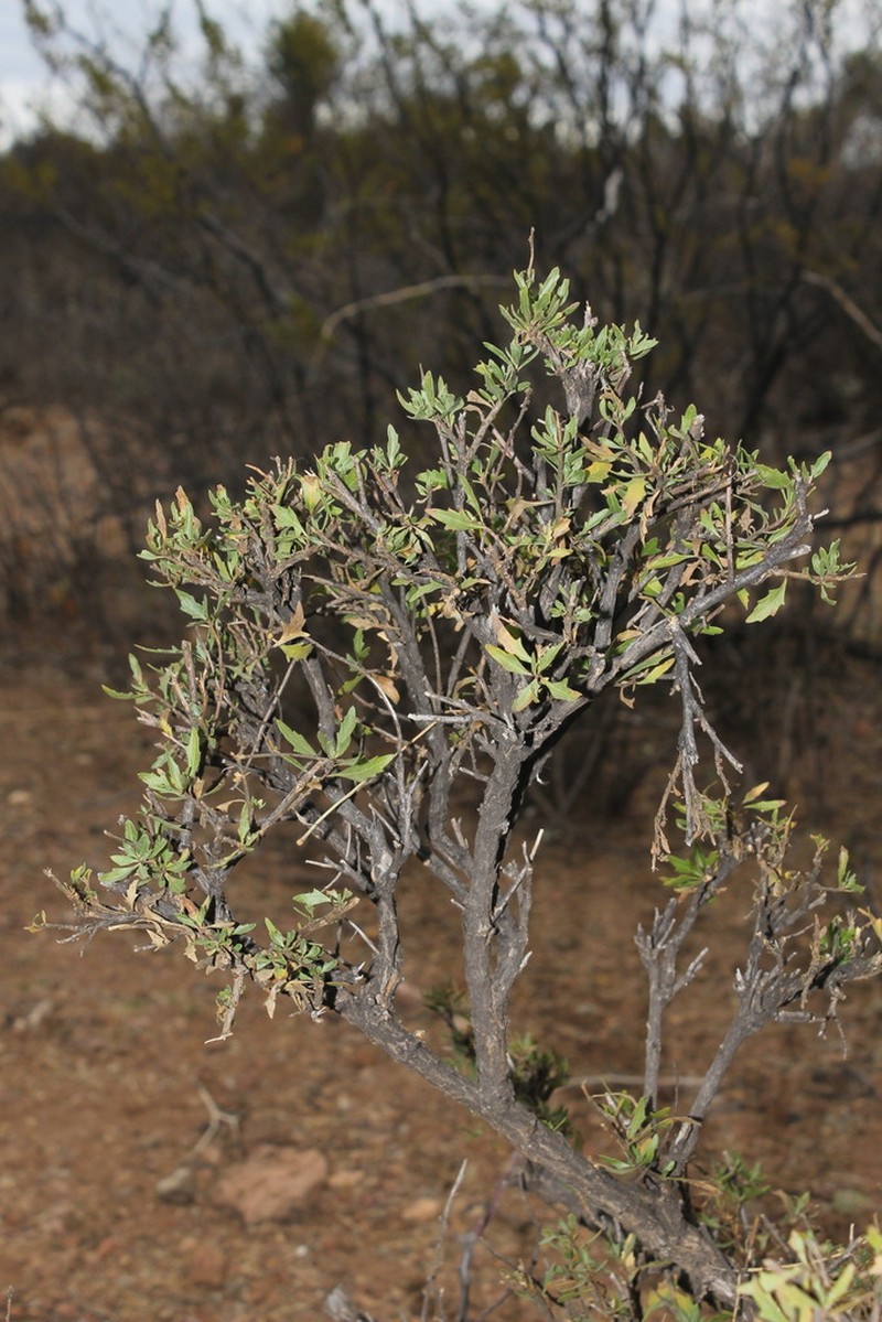 Flourensia dentata