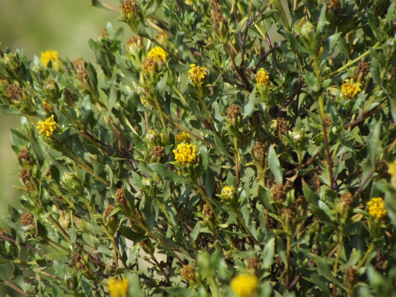 Flourensia dentata photo 2