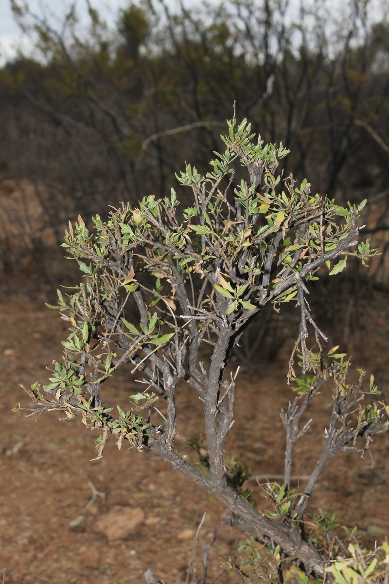 Flourensia dentata photo 3