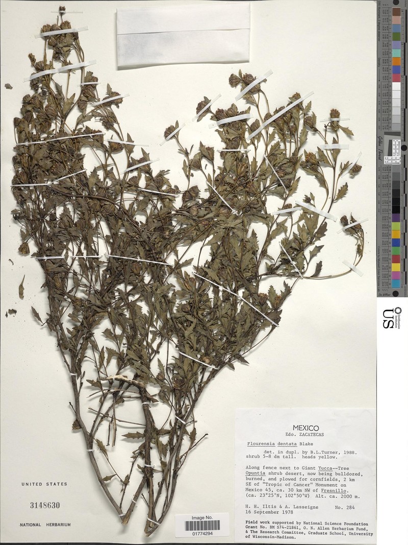 Flourensia dentata photo 4