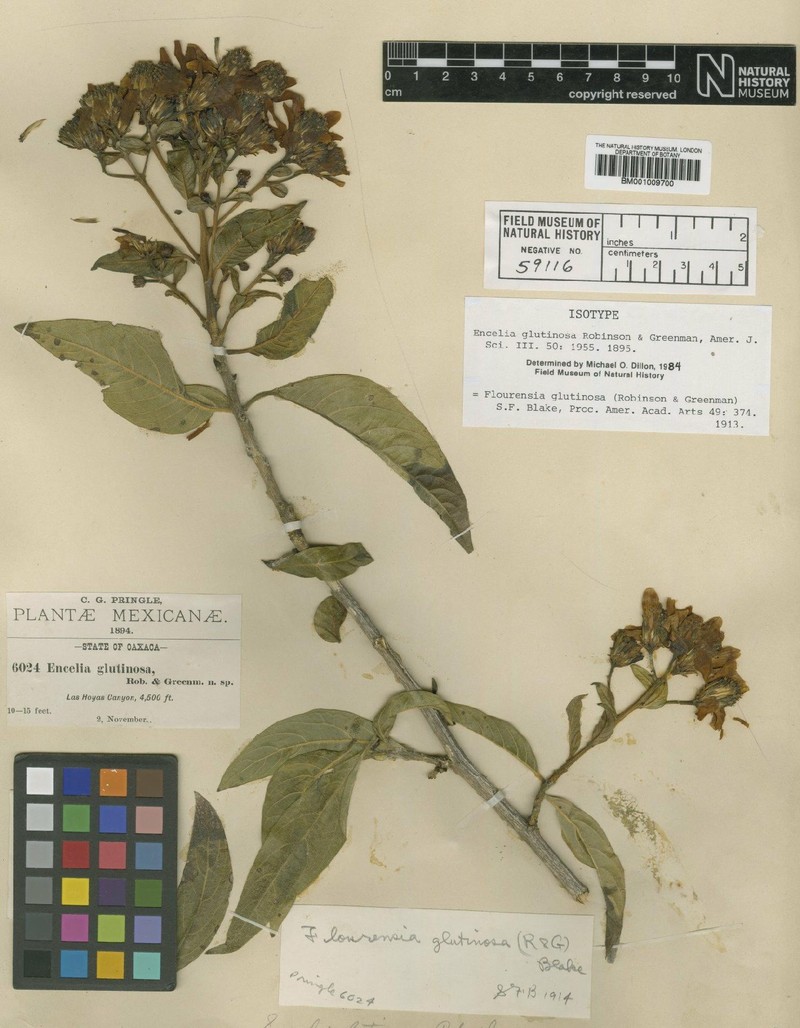 Flourensia glutinosa