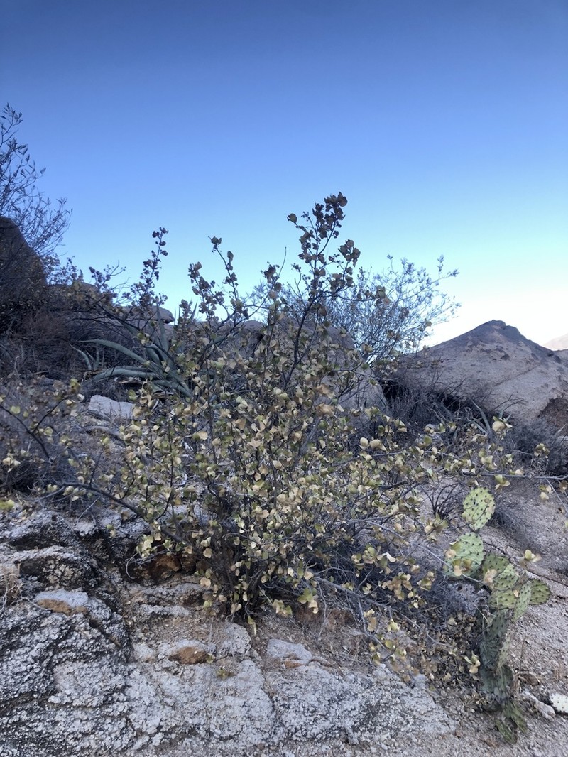 Flourensia ilicifolia