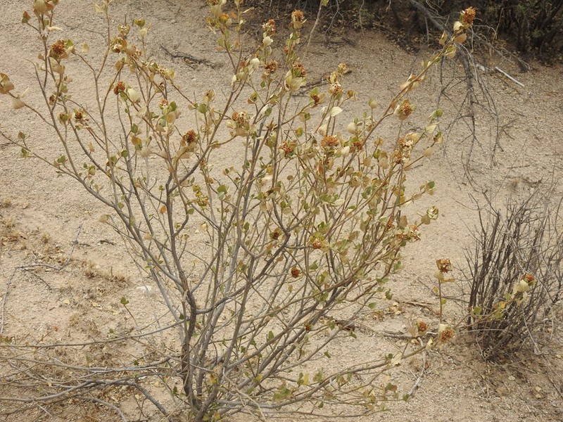 Flourensia ilicifolia photo 2