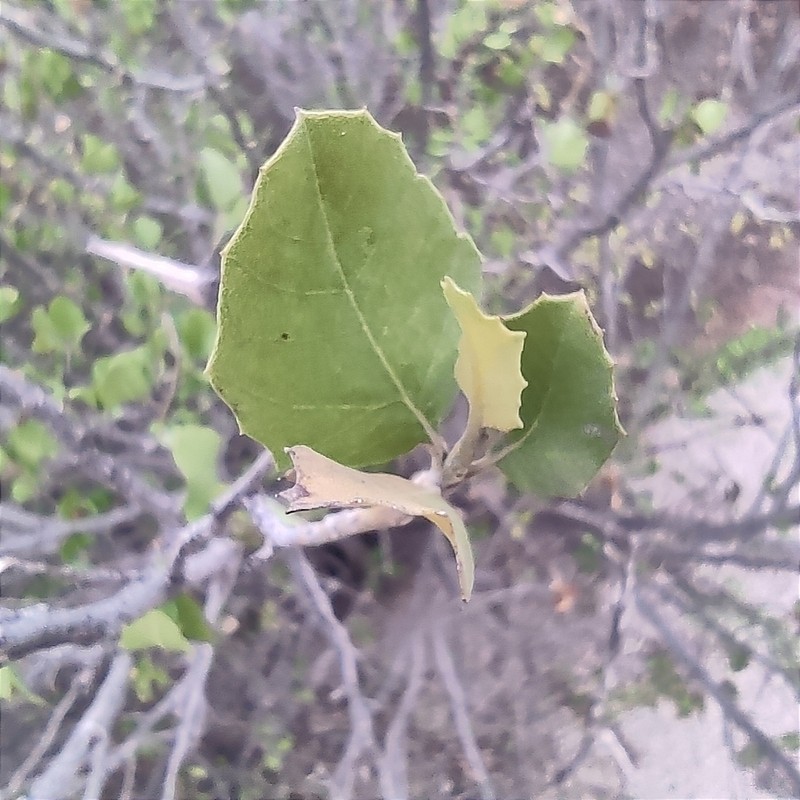 Flourensia ilicifolia photo 3