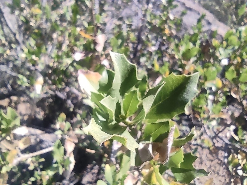 Flourensia ilicifolia photo 4