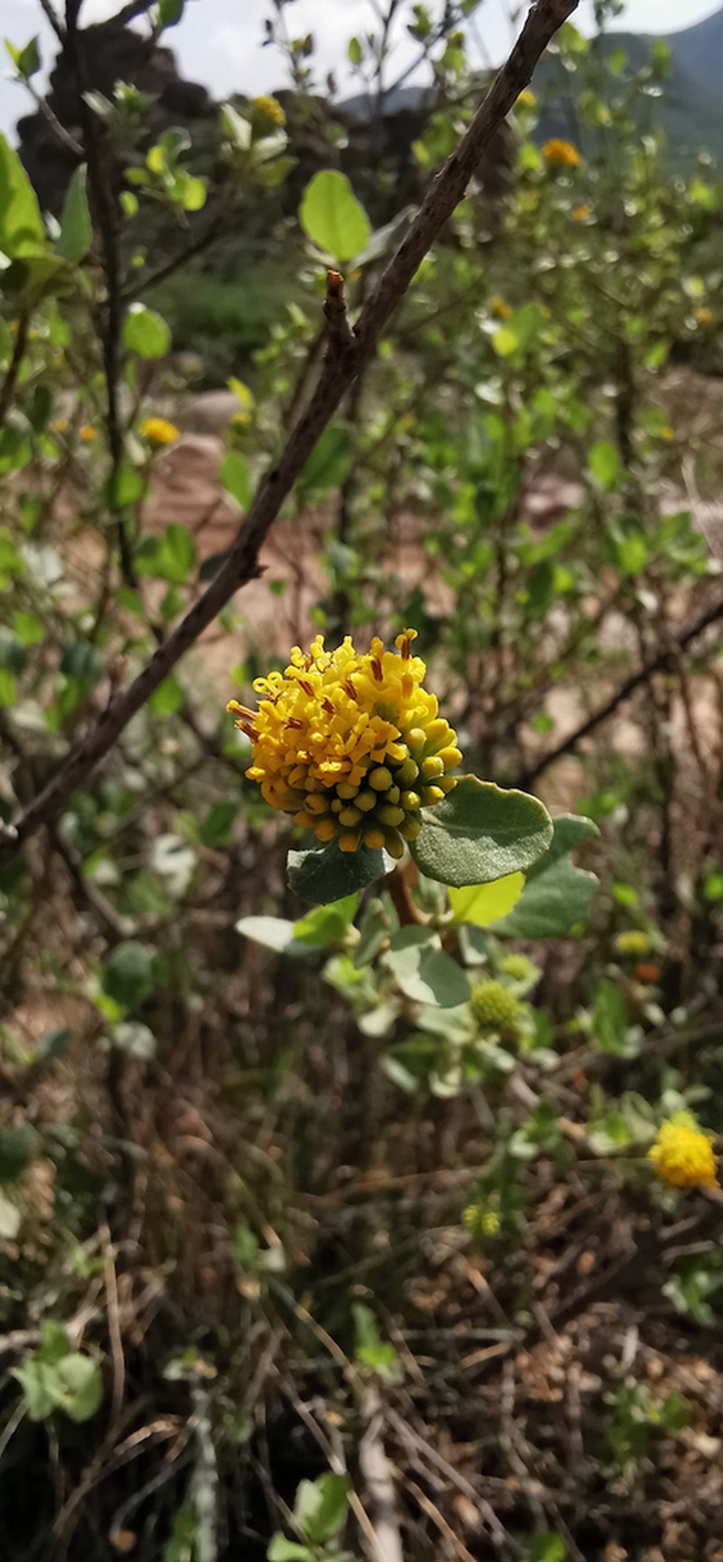 Flourensia ilicifolia photo 5