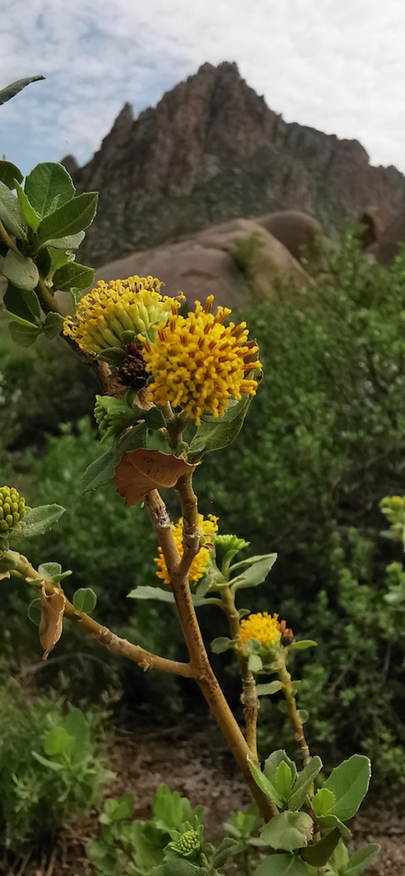 Flourensia ilicifolia photo 6