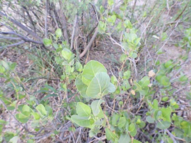 Flourensia ilicifolia photo 7