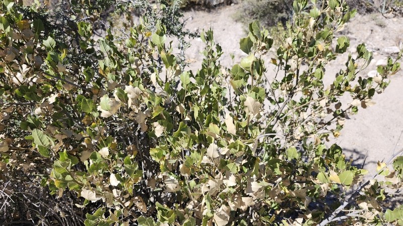 Flourensia ilicifolia photo 8