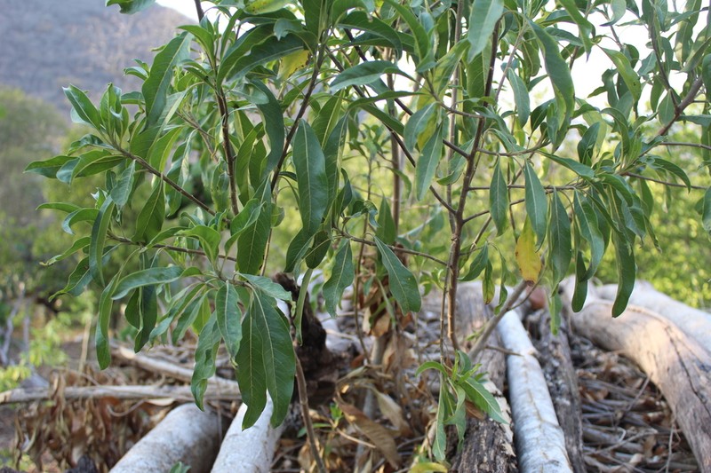 Flourensia laurifolia