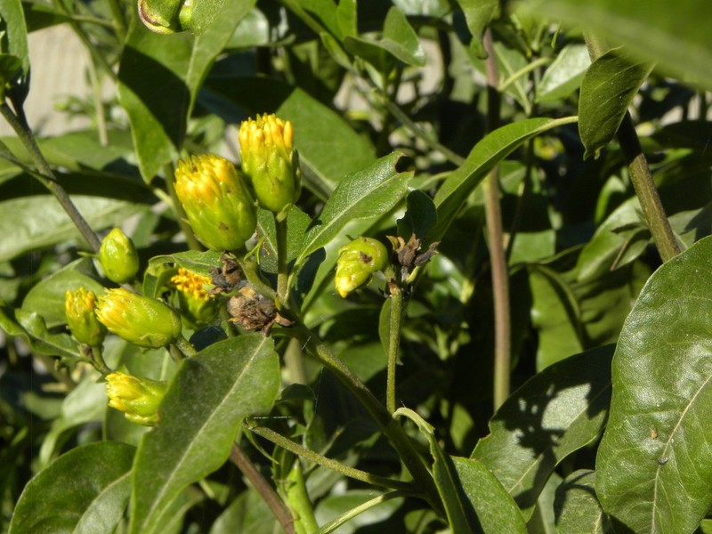 Flourensia laurifolia photo 2