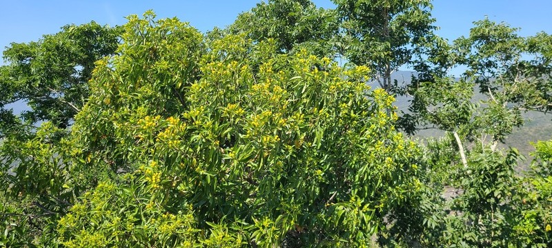 Flourensia laurifolia photo 3