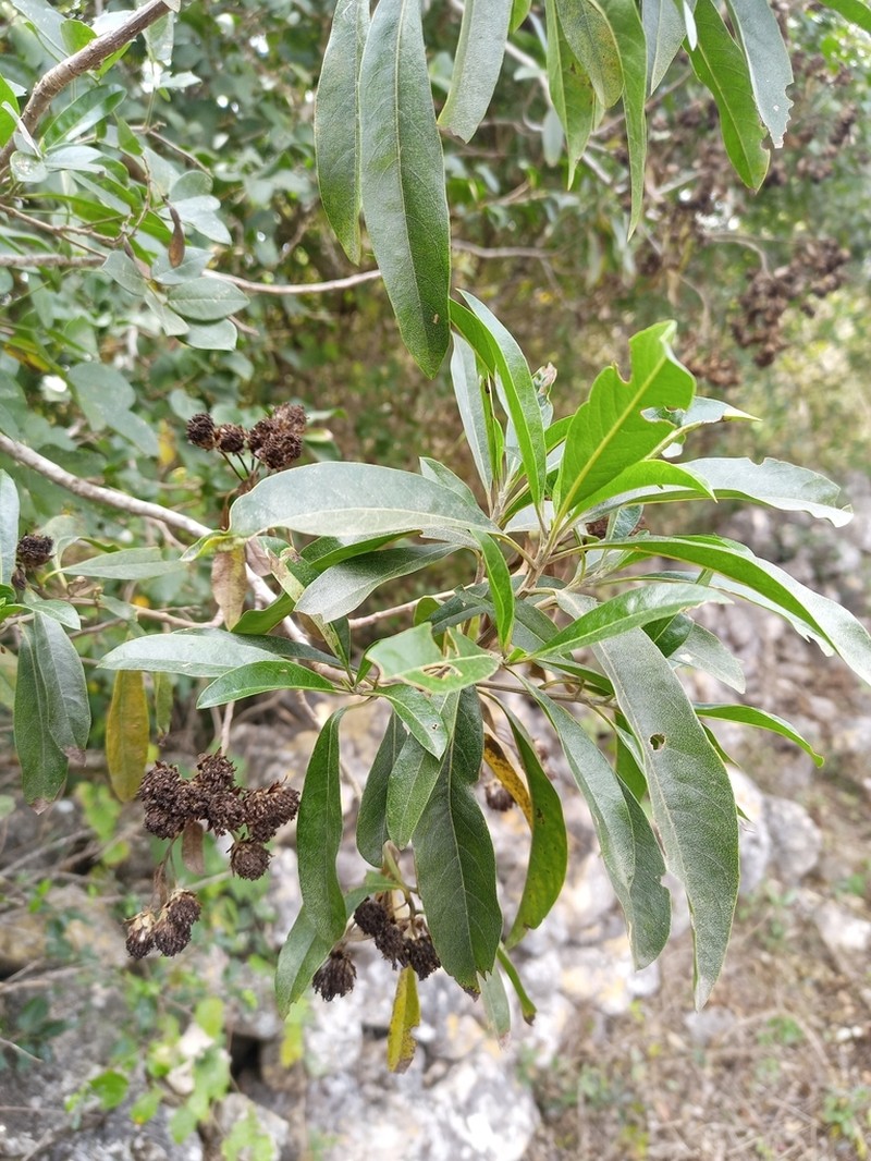 Flourensia laurifolia photo 4
