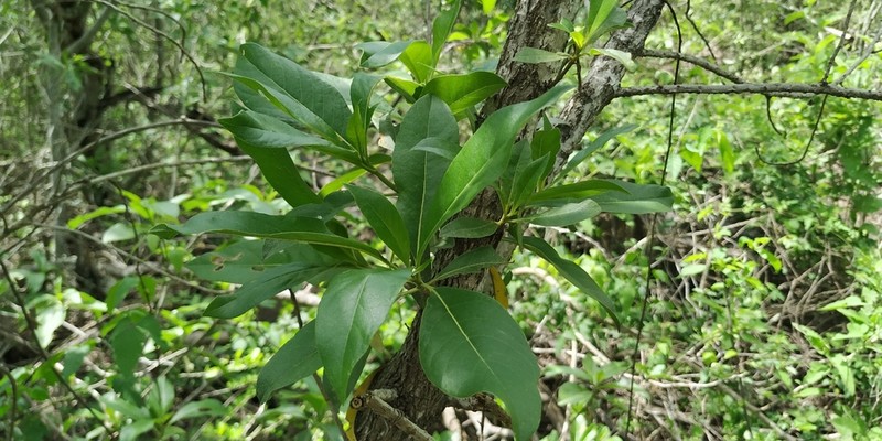Flourensia laurifolia photo 5