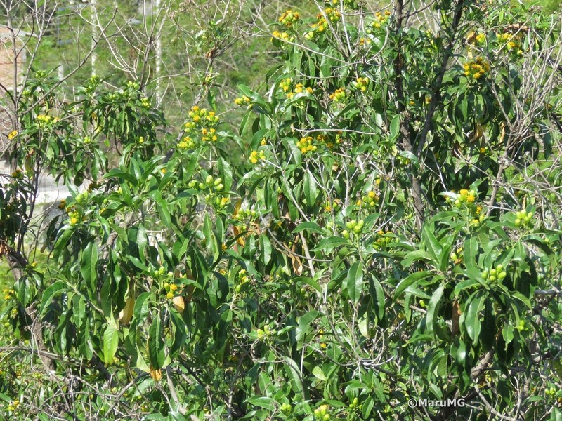 Flourensia laurifolia photo 6