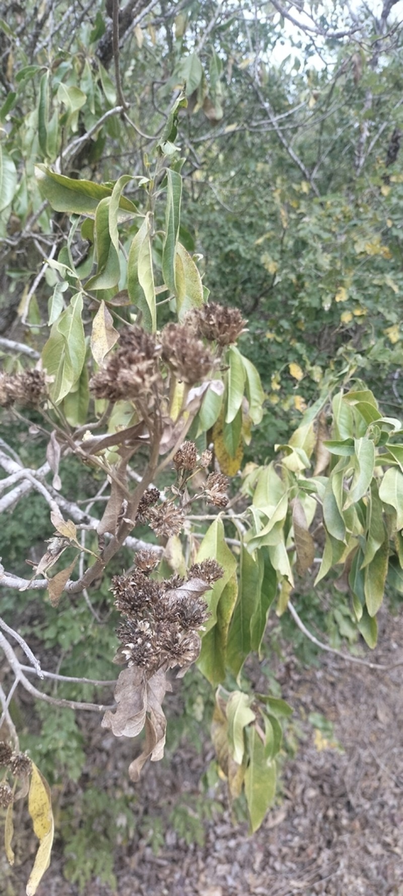 Flourensia laurifolia photo 7