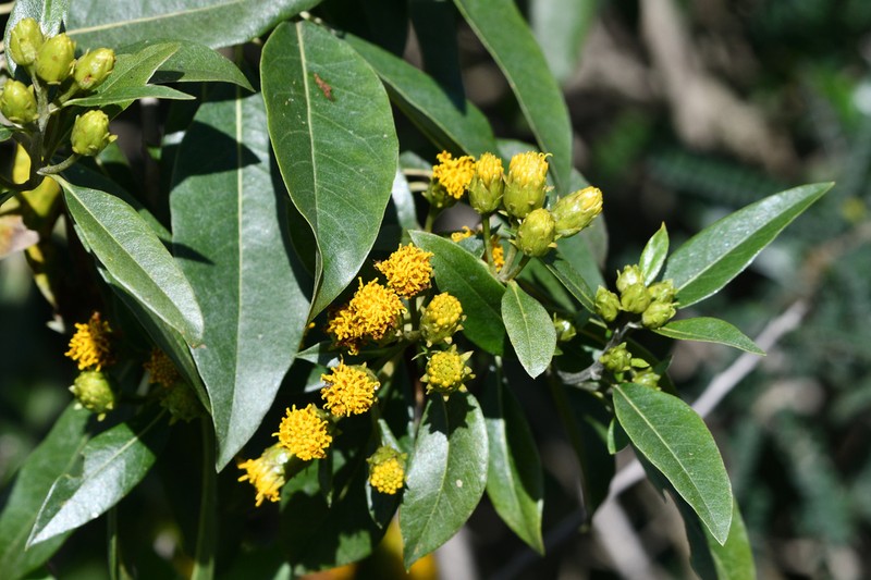 Flourensia laurifolia photo 8