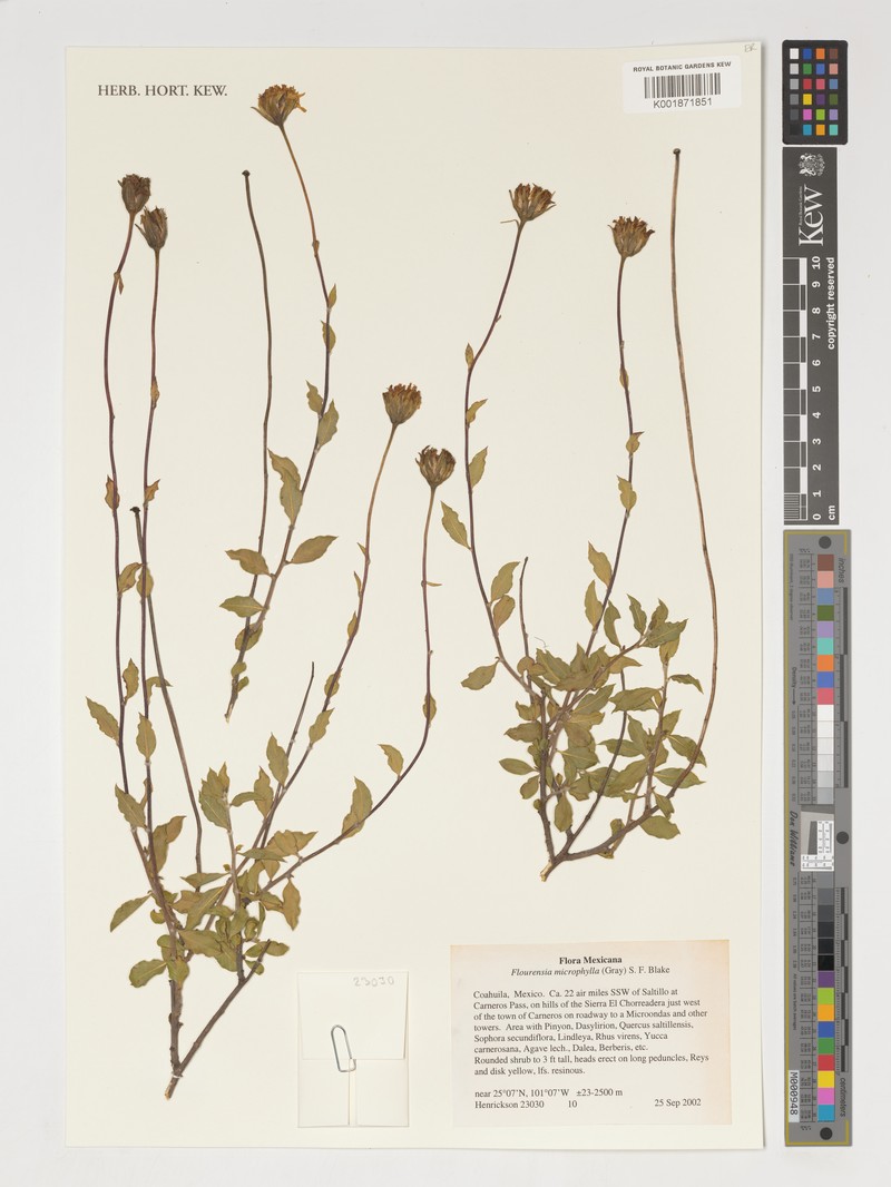 Flourensia microphylla