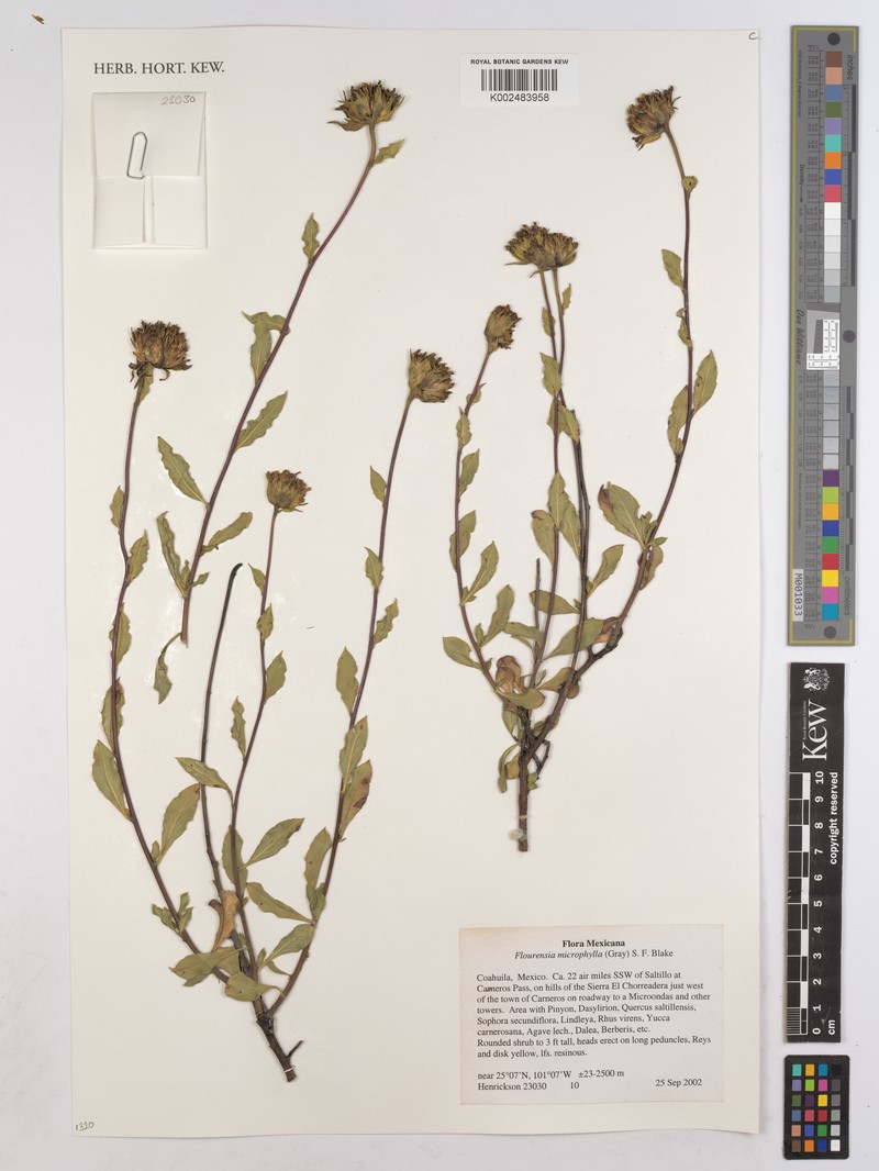 Flourensia microphylla photo 2