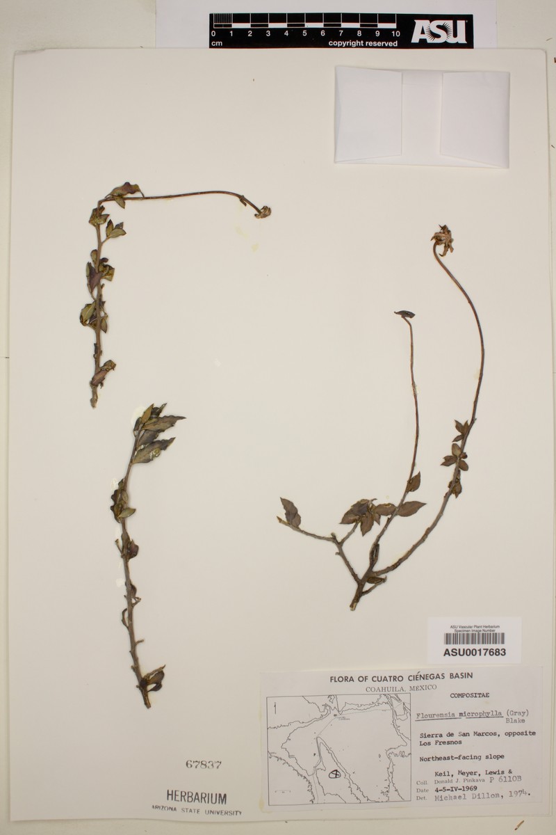 Flourensia microphylla photo 3