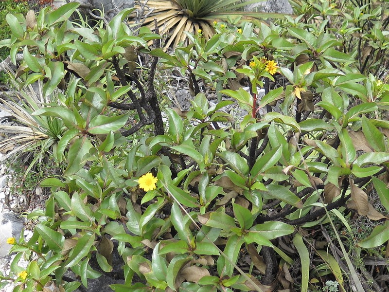 Flourensia monticola