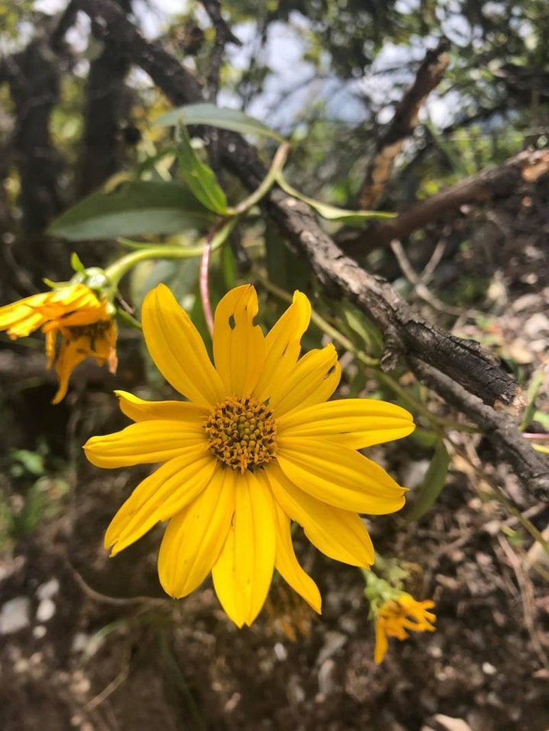 Flourensia monticola photo 2