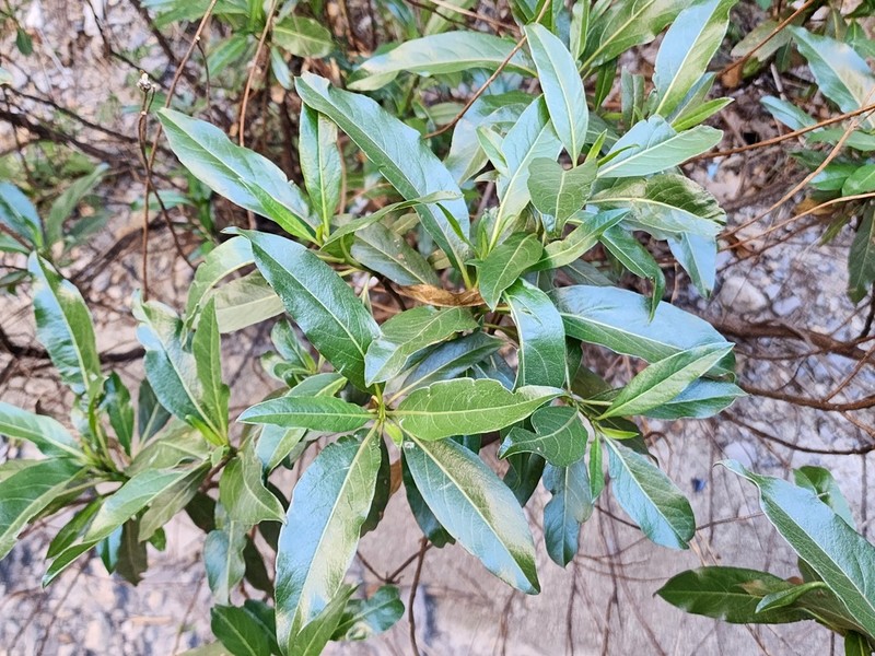Flourensia monticola photo 3