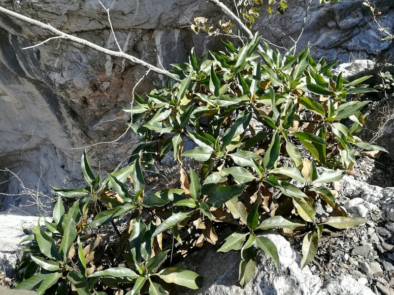 Flourensia monticola photo 4