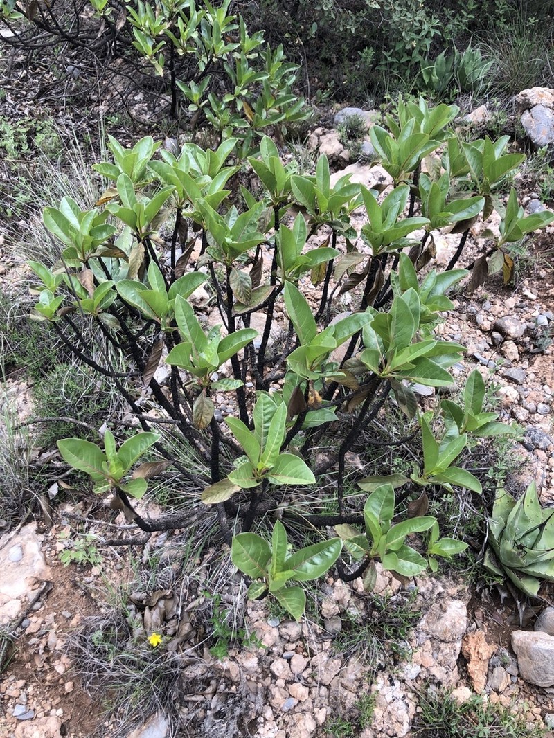 Flourensia monticola photo 5
