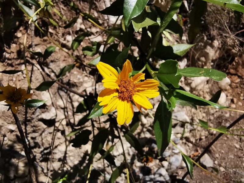 Flourensia monticola photo 6