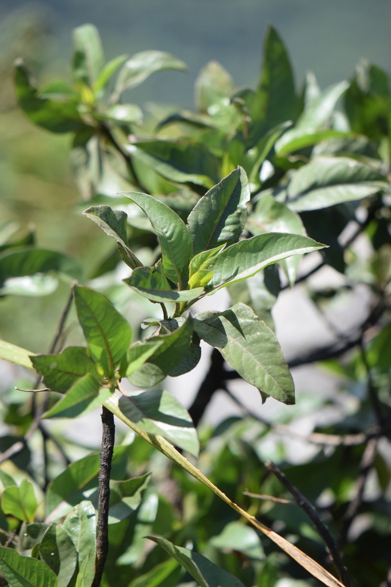 Flourensia monticola photo 8