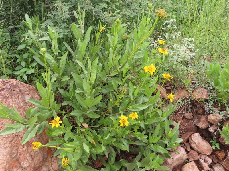 Pringle'S Tarwort