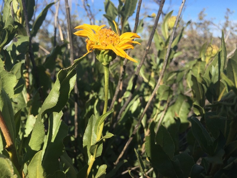 Pringle'S Tarwort photo 2