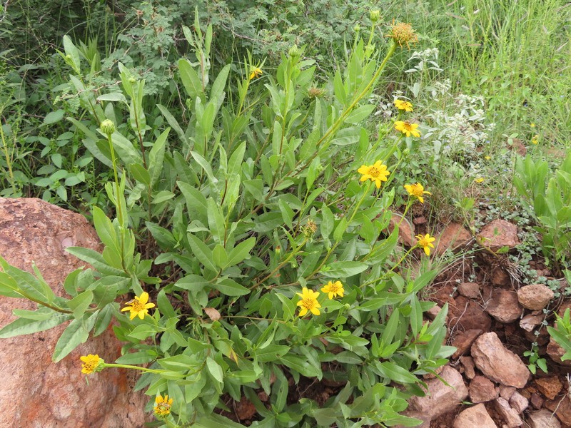 Pringle'S Tarwort photo 3