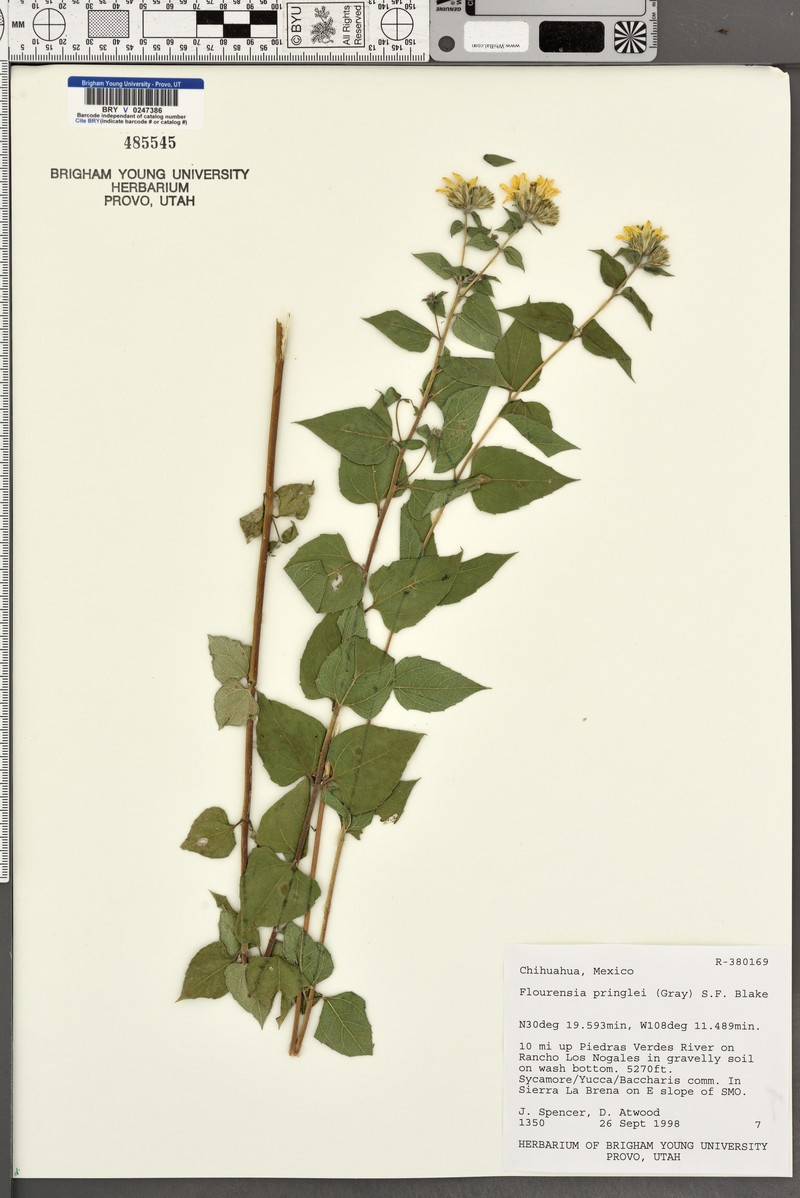 Pringle'S Tarwort photo 4