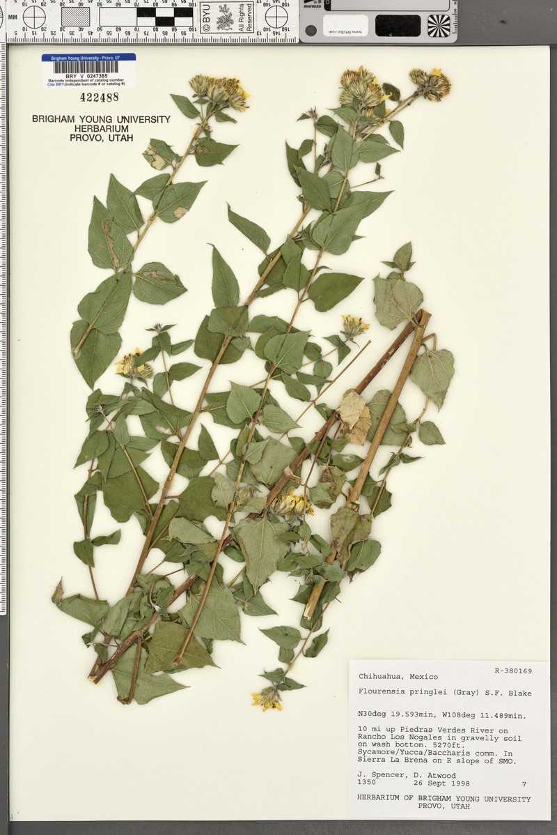 Pringle'S Tarwort photo 5