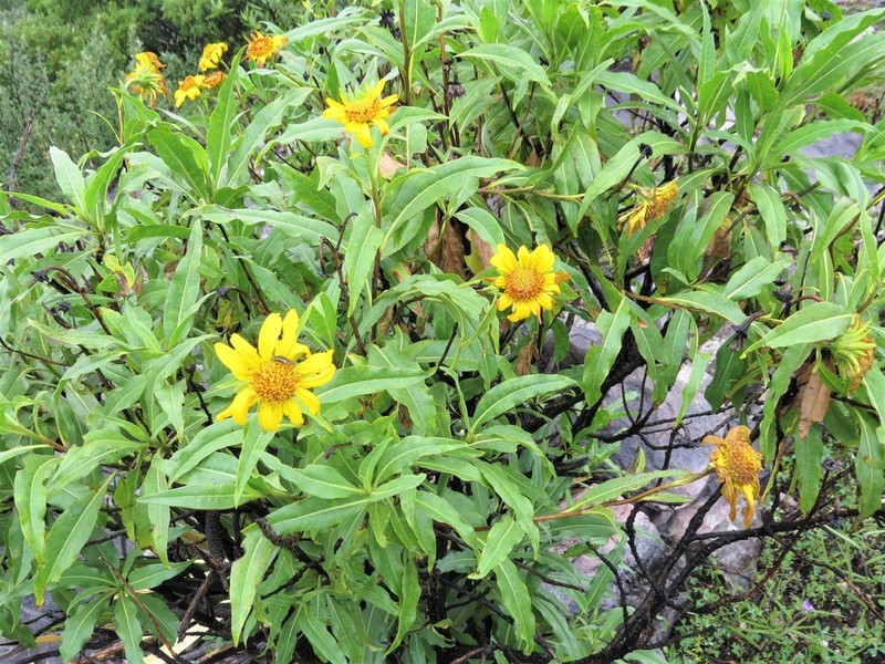 Flourensia pulcherrima