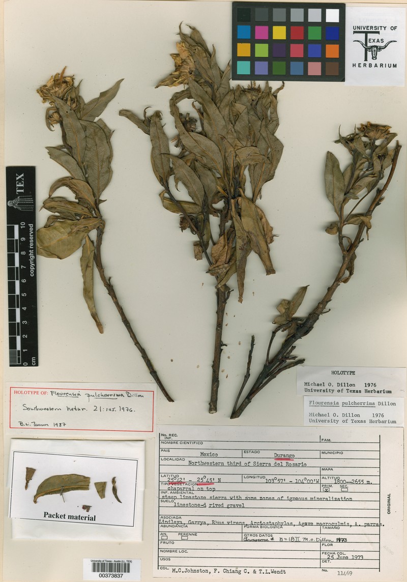 Flourensia pulcherrima photo 2