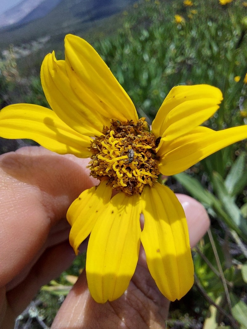 Flourensia resinosa